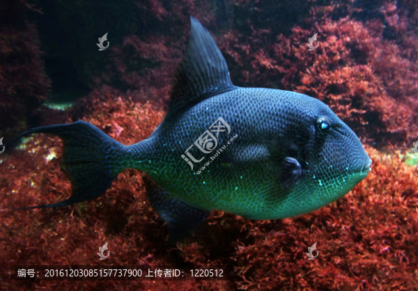 紅背海魚