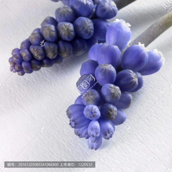 藍(lán)色的花傘形花序