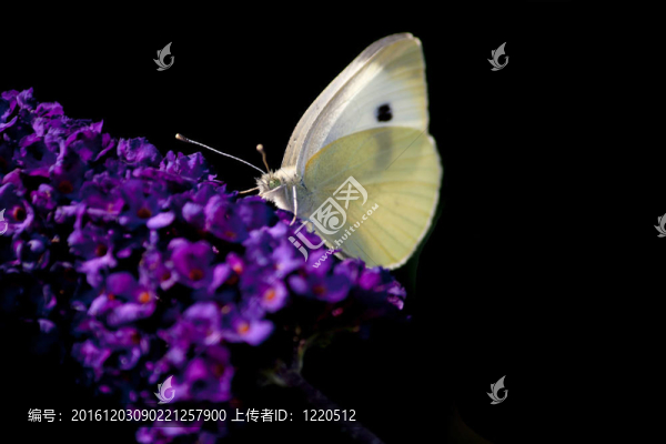 小白蝴蝶