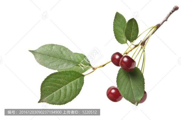 櫻桃櫻桃枝