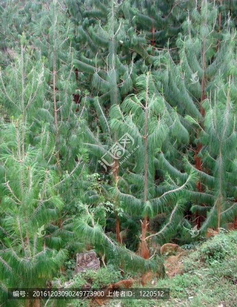 在維龍加山植被