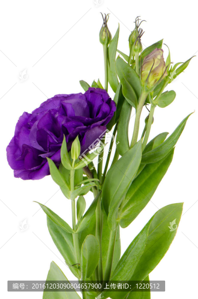 Lacecap,Hydrangea（秦艽規(guī)范）
