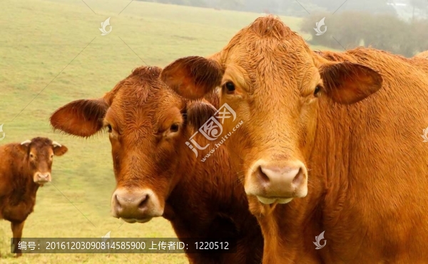 三頭棕色的奶牛