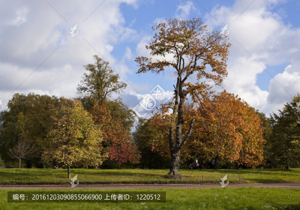 倫敦公園的秋天。