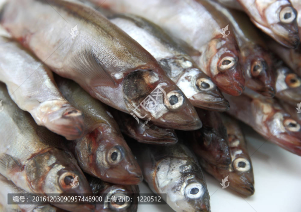 新鮮的魚魚