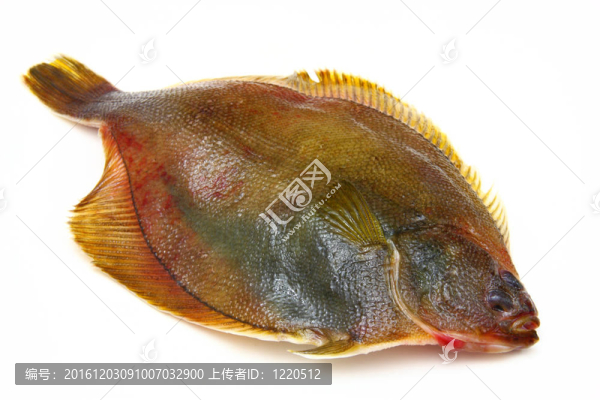 白底比目魚