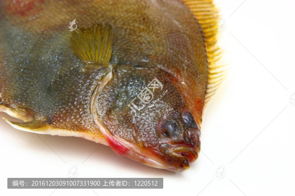 白底比目魚