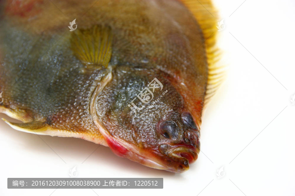 白底比目魚