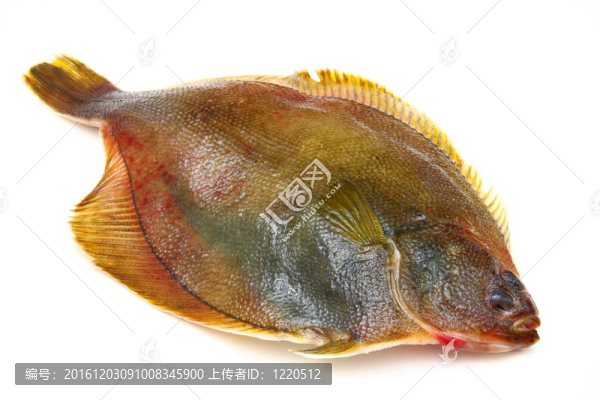 白底比目魚
