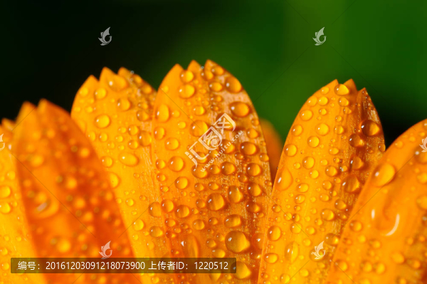 帶露水的花瓣