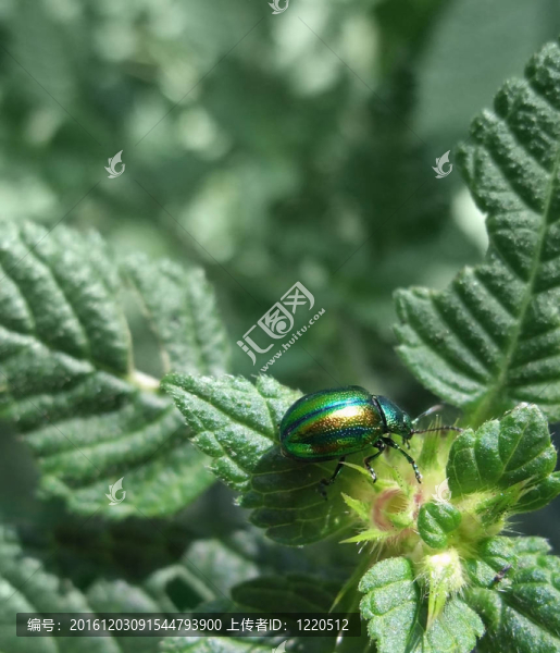 彩虹色的花金龜
