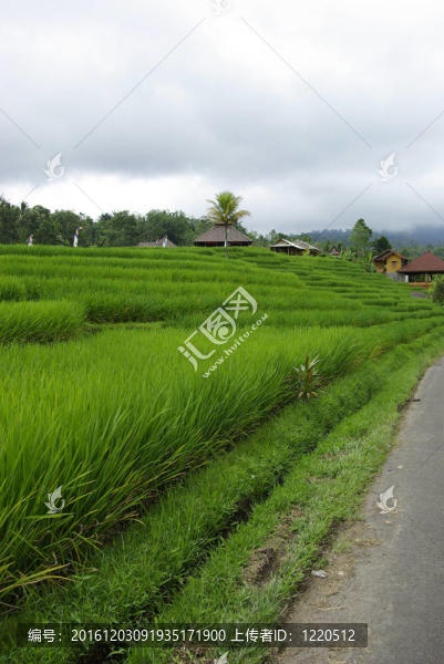 Ricefield與巴厘的小屋