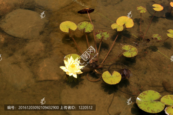 池塘里的水百合
