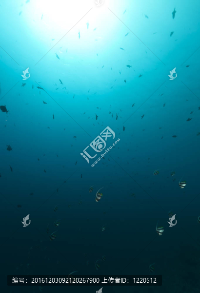 學(xué)校鰭魚在紅海。