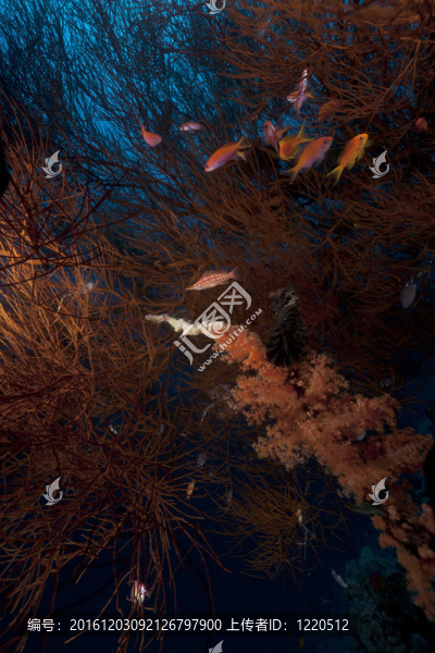 紅海的熱帶水下生活。