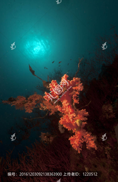 紅海的熱帶水下生活。