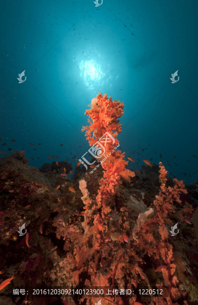 紅海的熱帶水下生活。