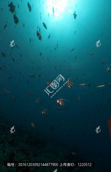 學(xué)校鰭魚在紅海。