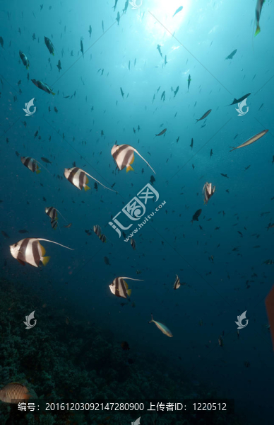 學(xué)校鰭魚在紅海。