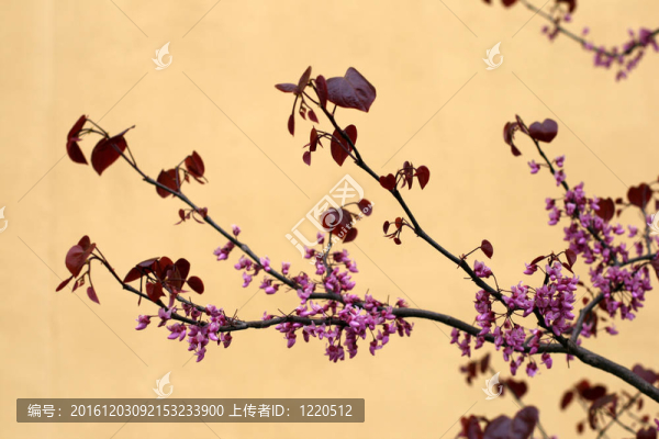 春天的櫻桃樹(shù)