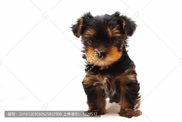 約克郡犬的白色背景的小狗