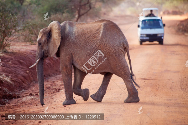 非洲大象（Loxodonta,africana）