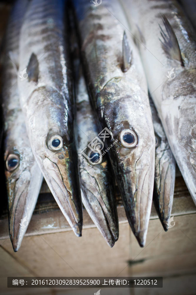 魚(yú)類市場(chǎng)上展示的魚(yú)類特寫(xiě)