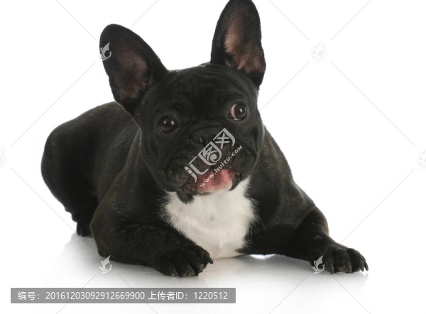 有趣的法國斗牛犬