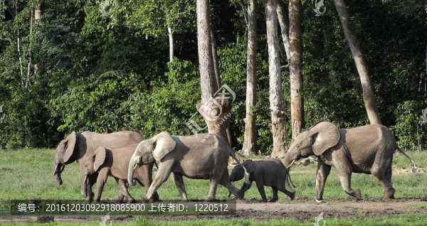 非洲森林大象（Loxodonta,cyclotis）。