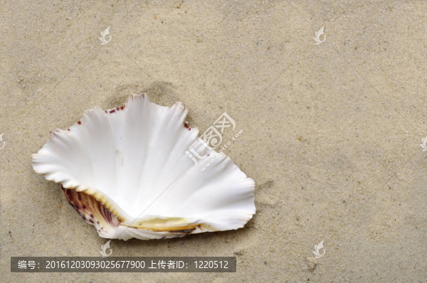 貝殼砂