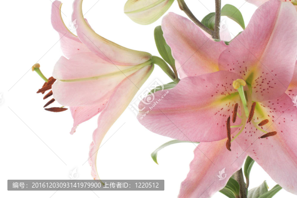 莉莉