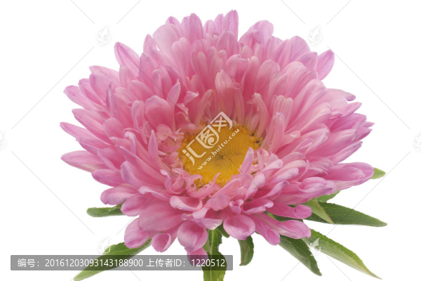 中國紫菀