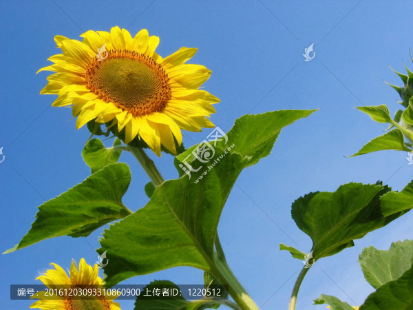 艷麗的花朵