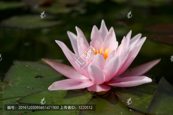 莉莉