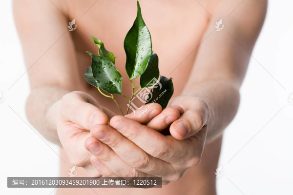 植物在手