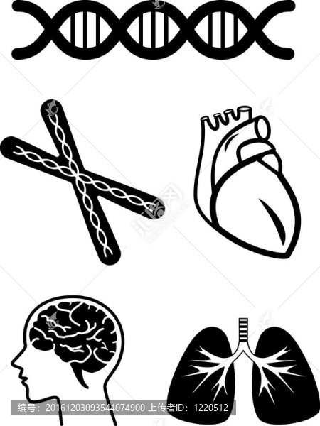 人體器官的醫(yī)學符號