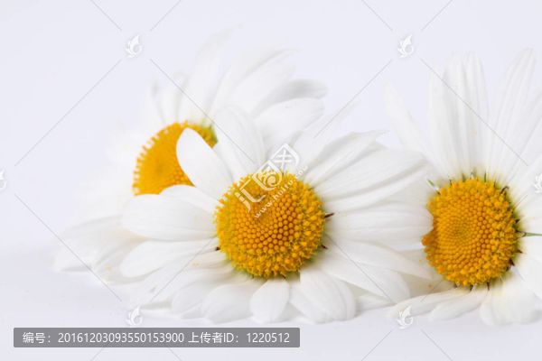 牛眼雛菊