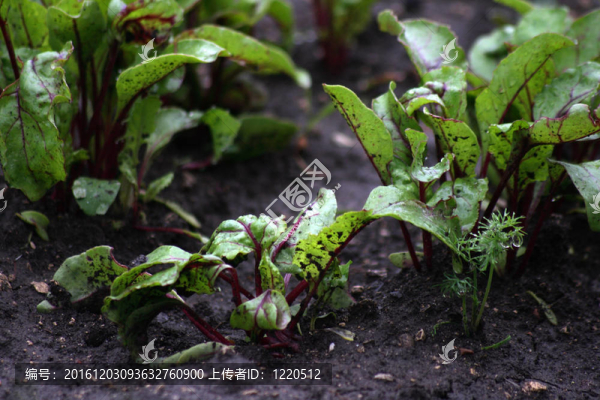 雨后甜菜植物的床