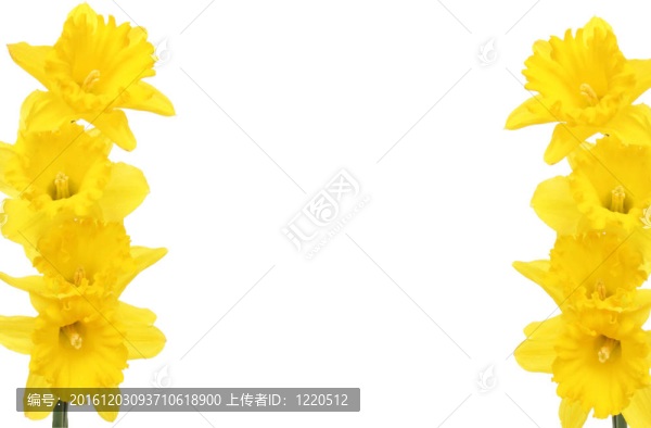 水仙花的框架