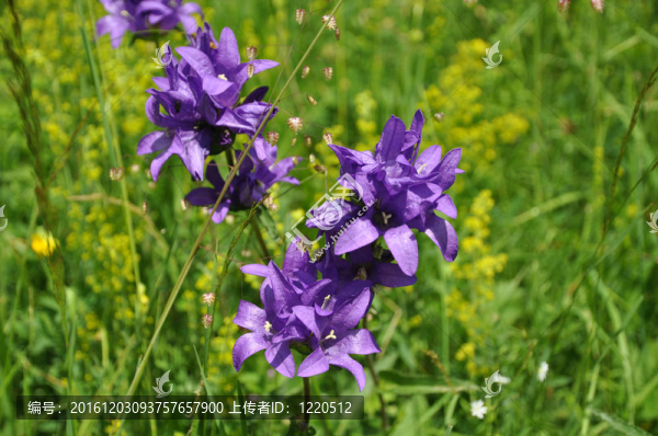 campanule,agglomeree