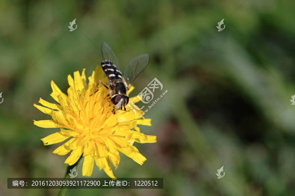 花與蜜蜂