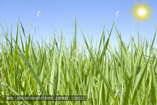 莎草和太陽(yáng)