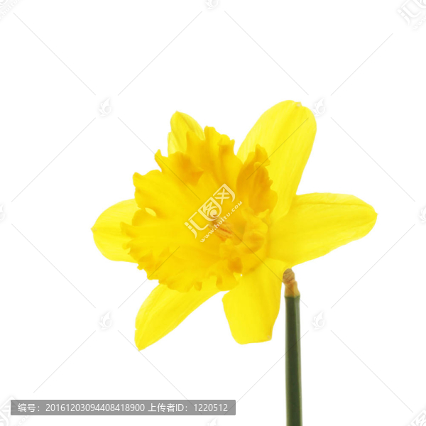 單水仙的花