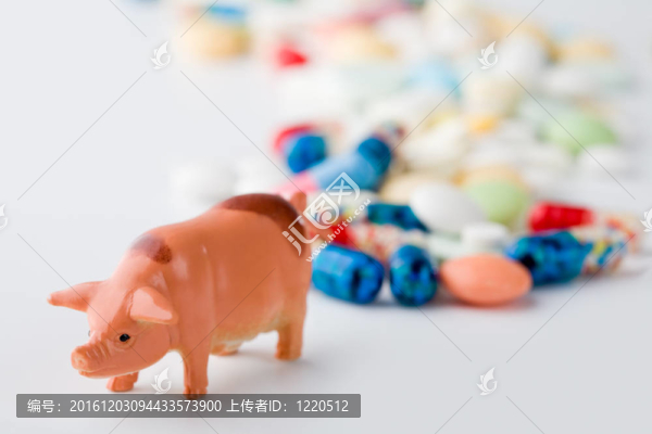 豬和丸