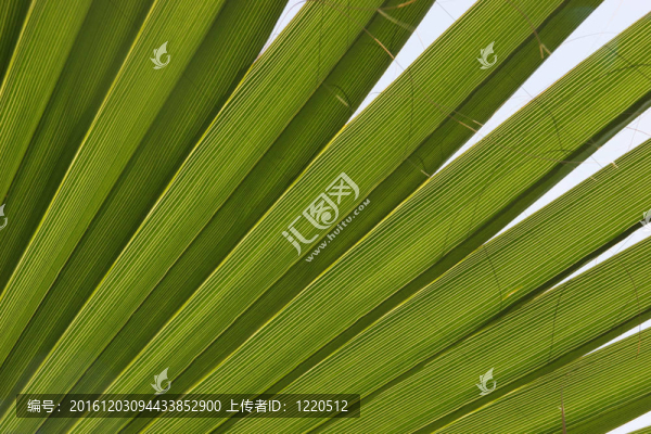 綠色植物