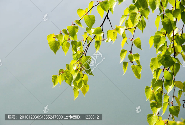 樺樹枝