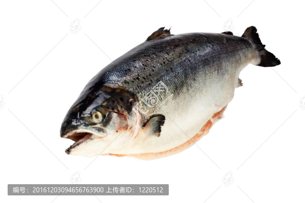 新鮮的三文魚