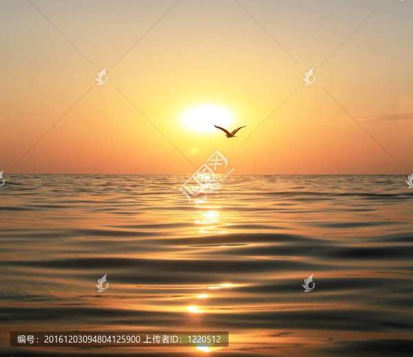 大海；日落和海鷗