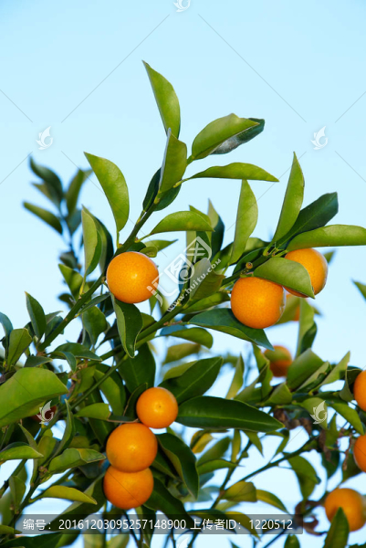 金橘樹(shù)