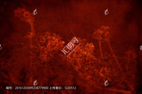 質(zhì)感的紅色背景的鮮花和空間的文字或圖像剪貼簿